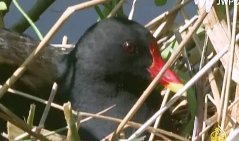 الطيور المائية