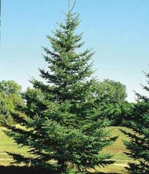 أشجار الصنوبر Pine الروشن العربي
