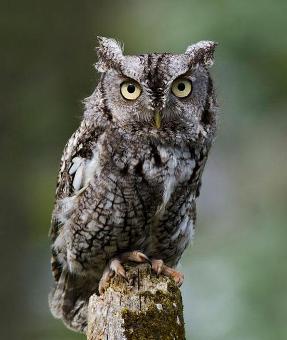 البومة أم أذنين