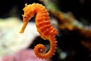 Seahorse