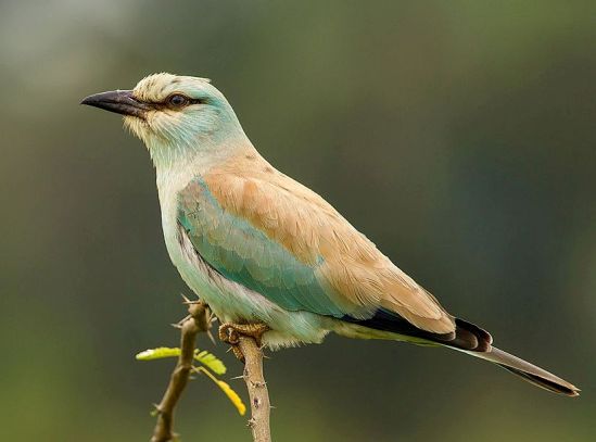 European Roller