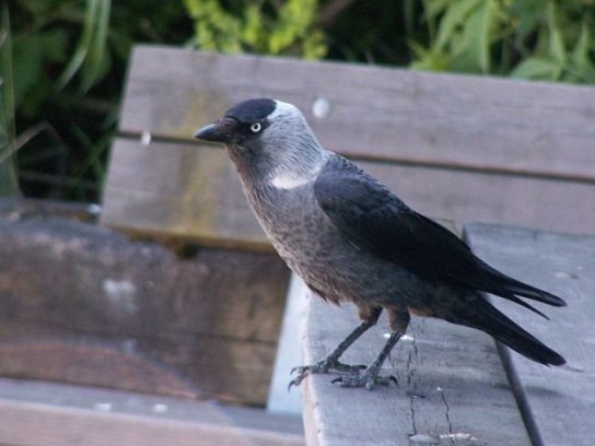 Western jackdaw