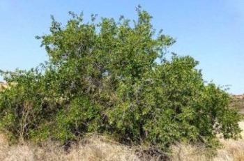 الآراك - السواك