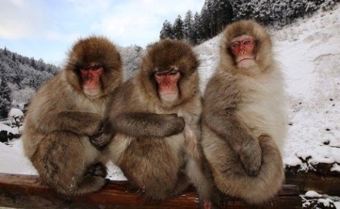 قرد مكاو الياباني