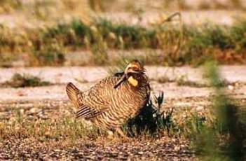 طيور نادره