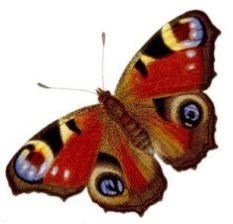 فراشة الطاووس