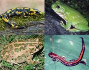 الزواحف والبرمائيات التي تعيش في الغابات المطيرة Amphibian