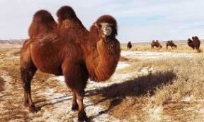 بعير ابو سنامين