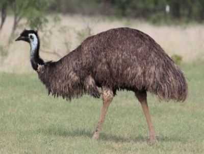 طائر الأمو صور ومعلومات EMU