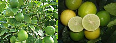 ليمون أبوزهيره