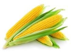 الذُره - corn