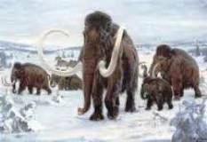 Mammoth