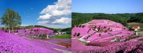حدائق الزهور - اليابان