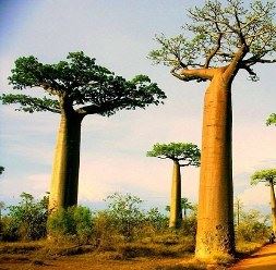 شجرة الباوباب الروشن العربي
