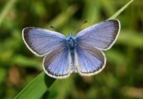 mariposa