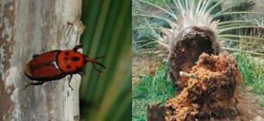 سوسة النخيل