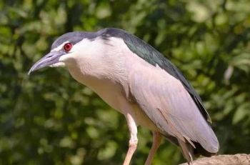 بلشون الليل