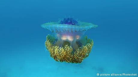 قنديل البحر