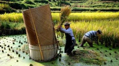 زراعة الرز في مياه البحر