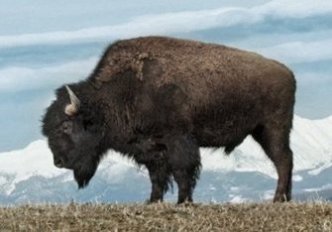 الثور الأمريكي - buffalo 