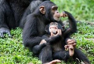 قرد الشمبانزي