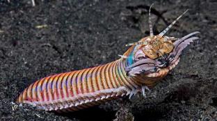 دودة بوبيت وحش المحيط Bobbitt worm Bobbitt