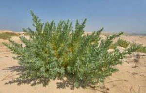 طحماء