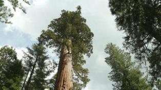 أكبر انواع الأشجار في العالم