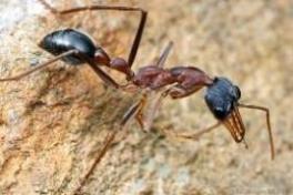 النمل العملاق