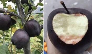التفاح الأسود