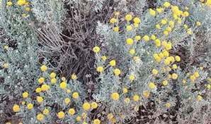 عشبة القيصوم