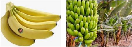 إنتاج الموز