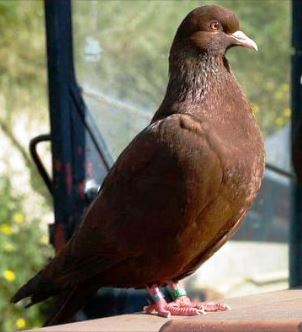 حمام بلجيكي