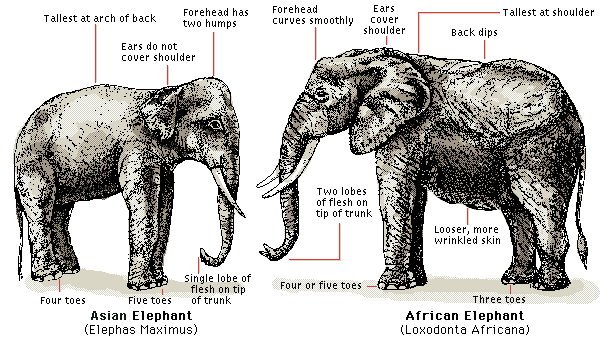 الفرق بين الفيل الأفريقي والآسيوي
