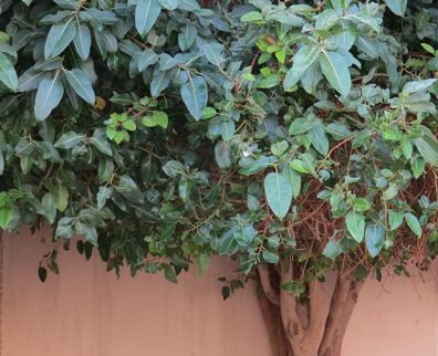 شجرة الفكس فرزاري الروشن العربي
